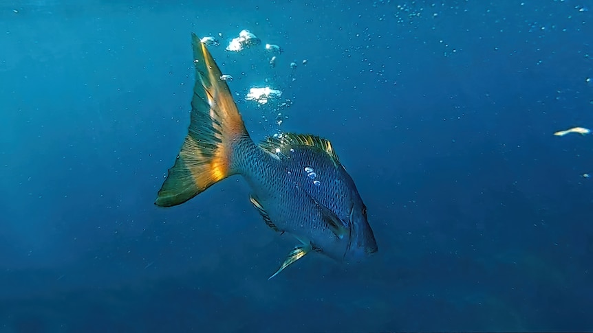 a fish swims away from the camera
