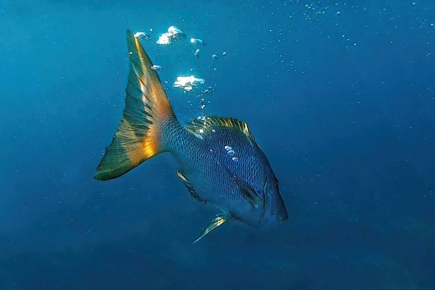 un poisson nage loin de la caméra