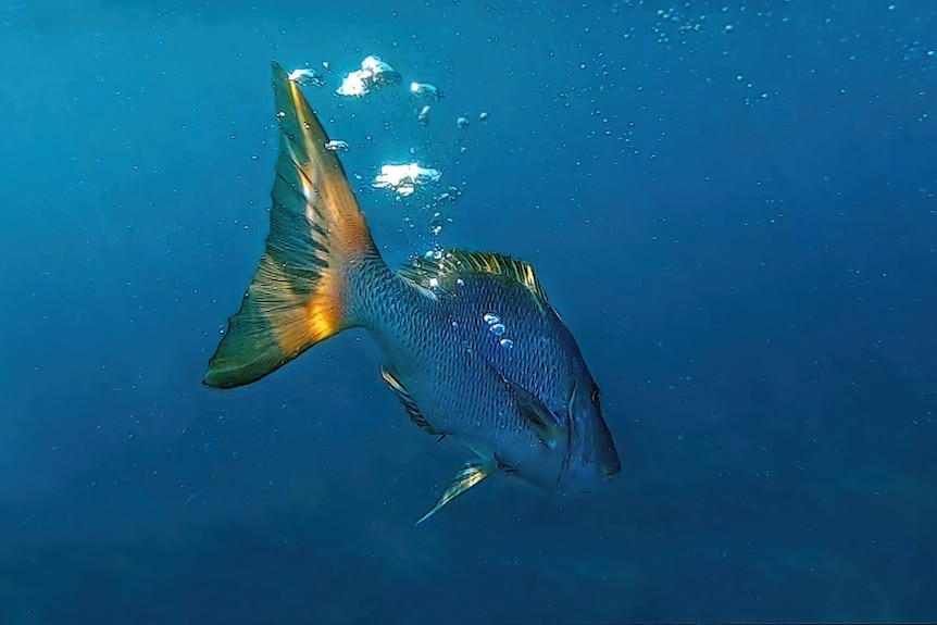 a fish swims away from the camera