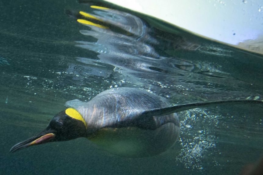 A penguin swims in a pool at Berlin Zoo.
