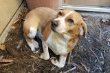 A scared beagle dog curled up on pine bark