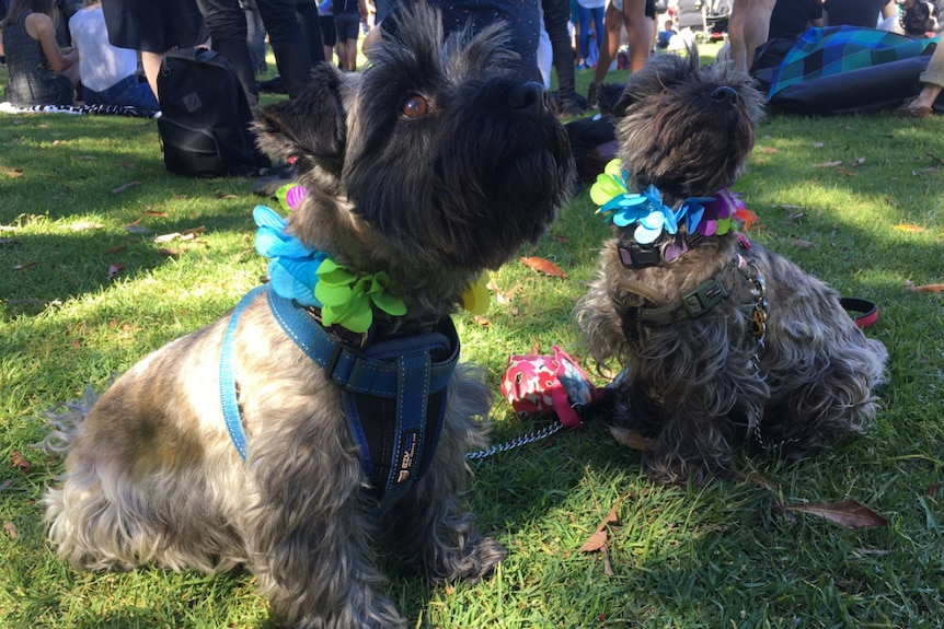 Two puppies wear plastic floral leys at a sydney park