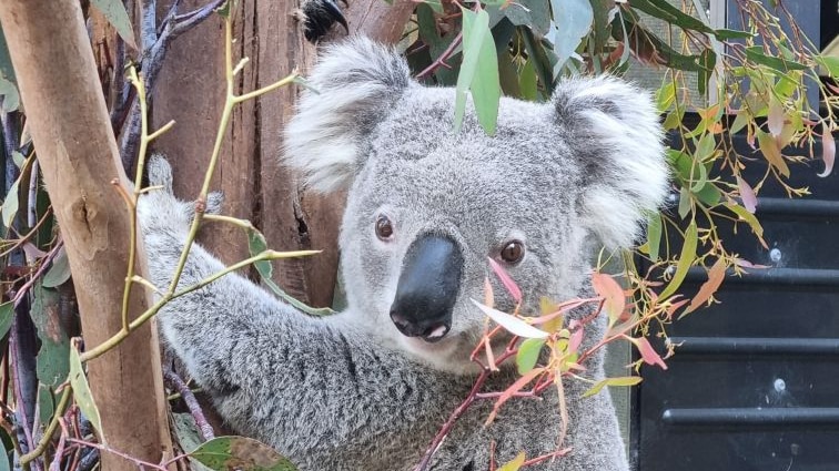 Koala looking at camera while holding onto tree branch
