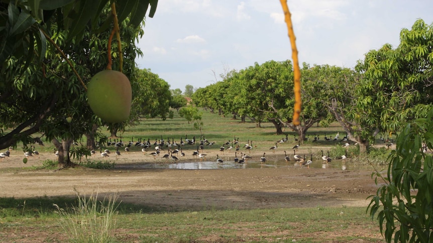 Magpie geese in mango orchard