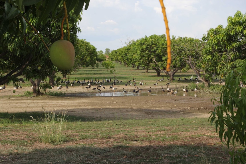 Dozens of magpie geese in a puddle on a mango farm