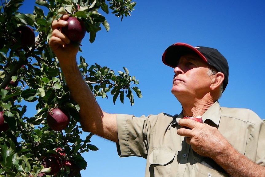 A man picking an apple off a tree.