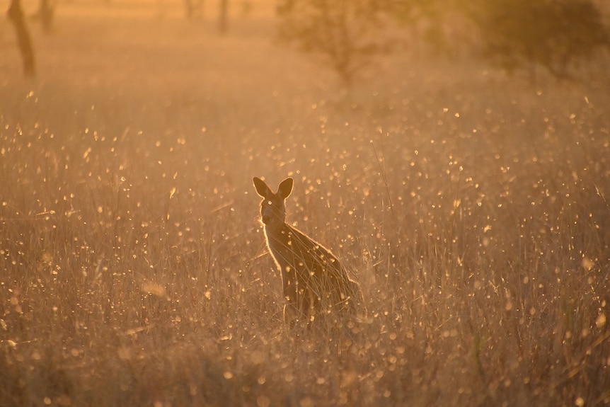 A kangaroo in tall grass in a sunlit field.