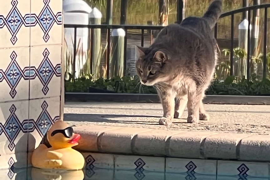 A cat looking intently at a yellow rubber duck that's in the pool