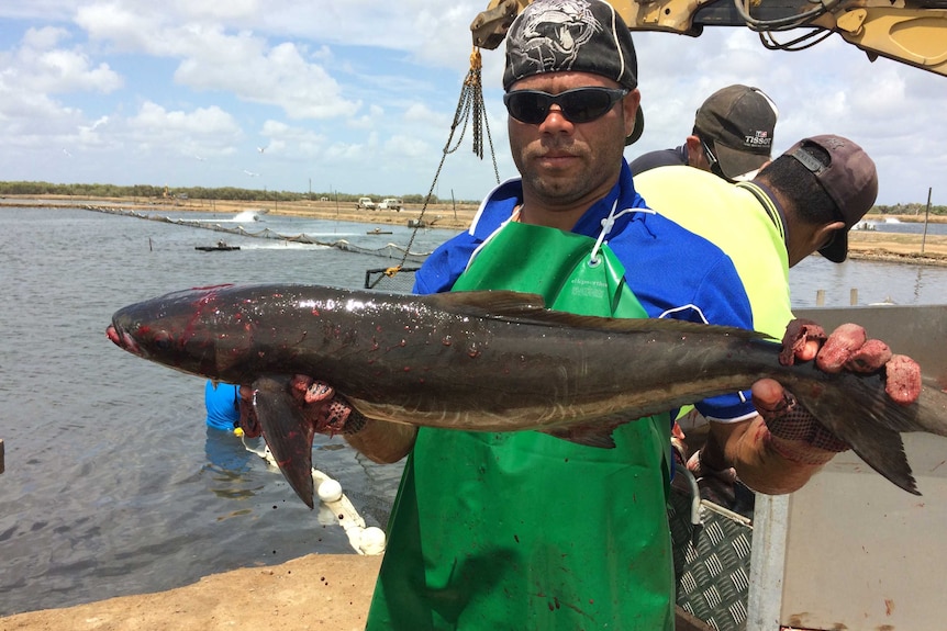 A cobia fish at the Ayr farm