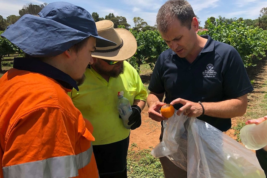 Biosecurity SA's talks to field workers in fruit fly outbreak zone