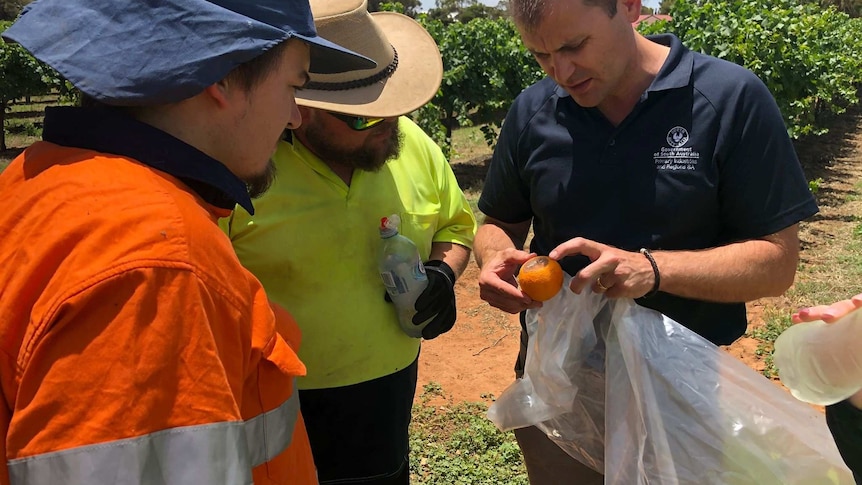 Biosecurity SA's talks to field workers in fruit fly outbreak zone