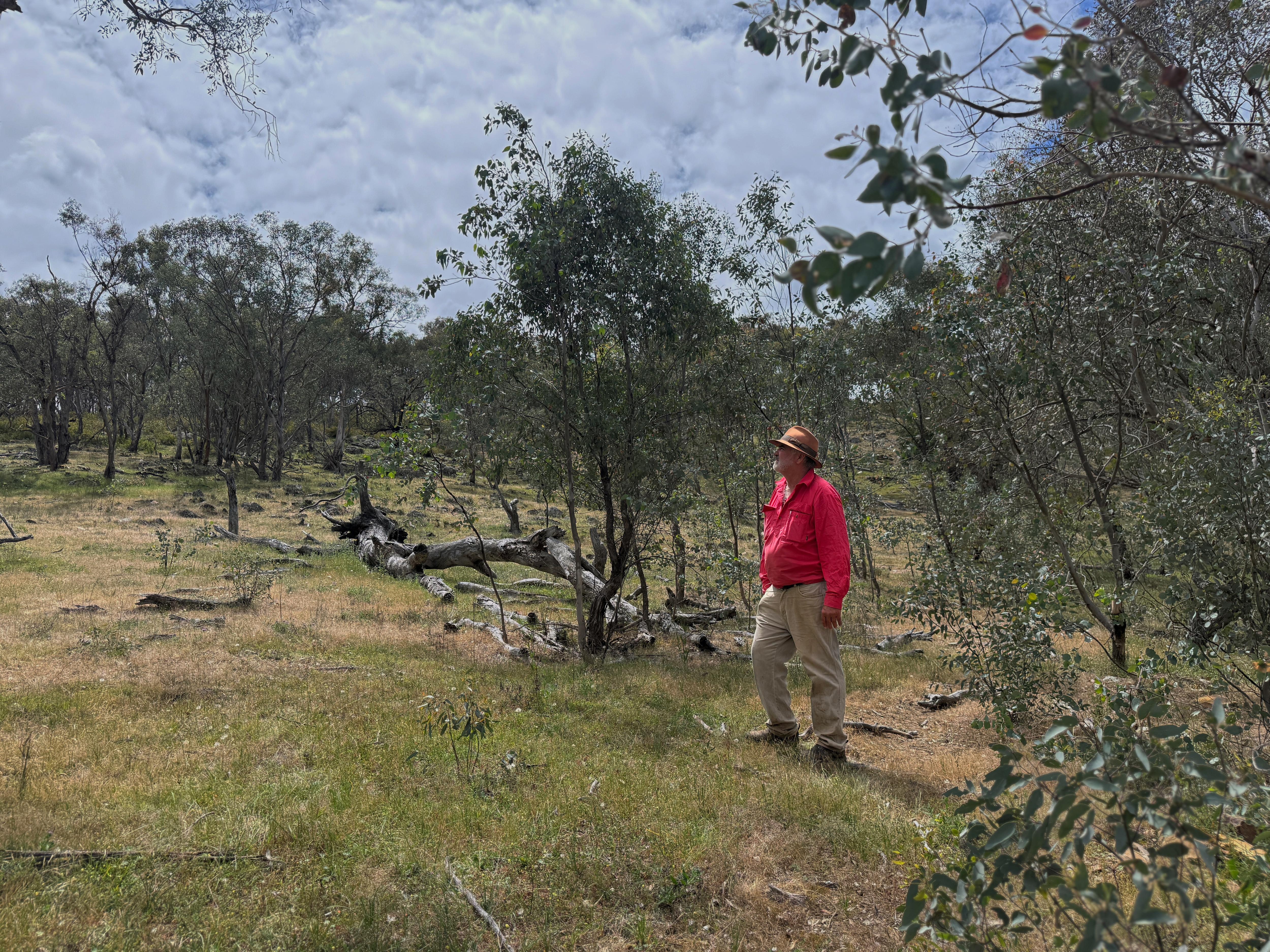A older man with a narrow-brim hat stands among small trees and looks up a hill