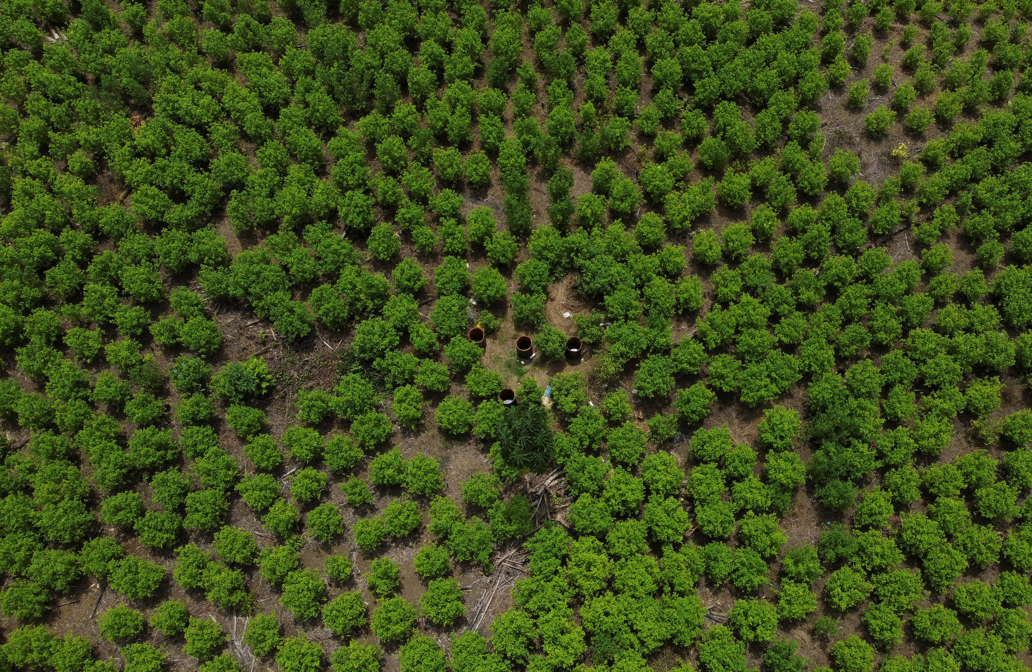 An aerial view of hundreds of green, circular coca trees and plans dotting a large span of brown soil.