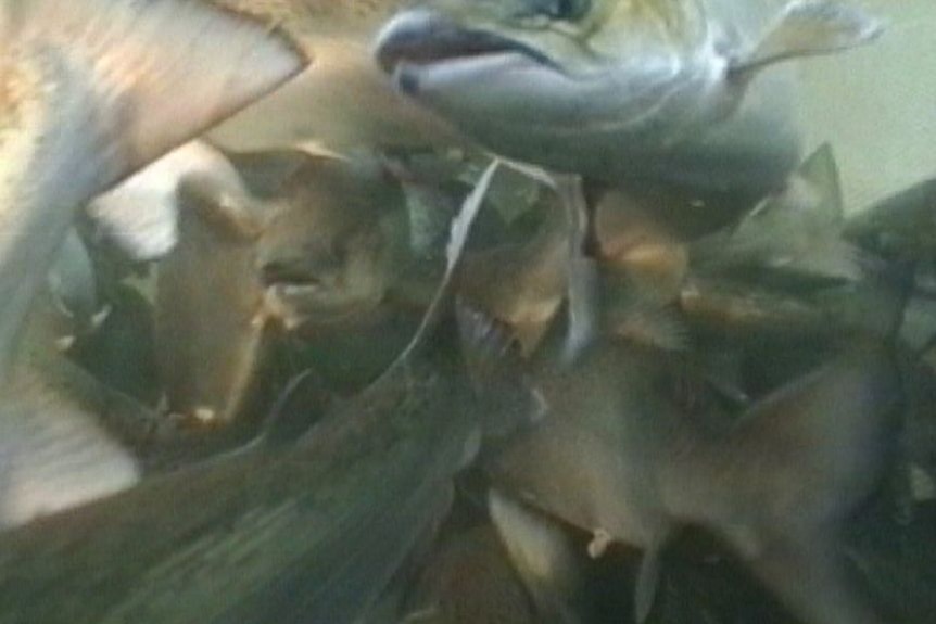 Are salmon farms damaging Australian waters?