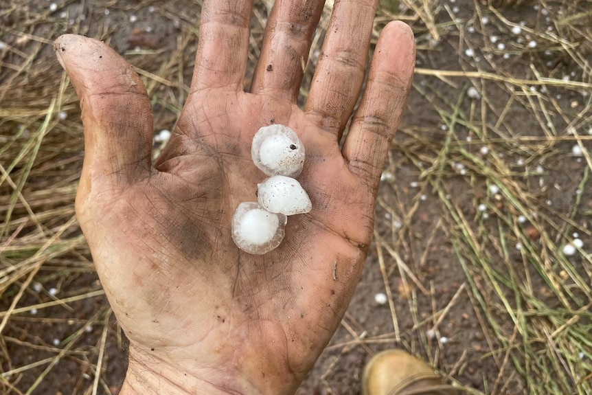 A dirty hand holds three hail stones the size of a bean.