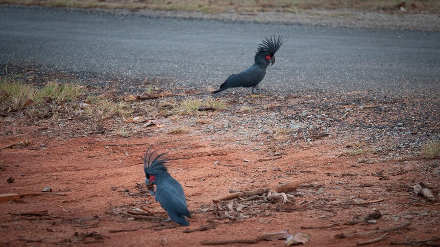 Two birds on the roadside searching for food.