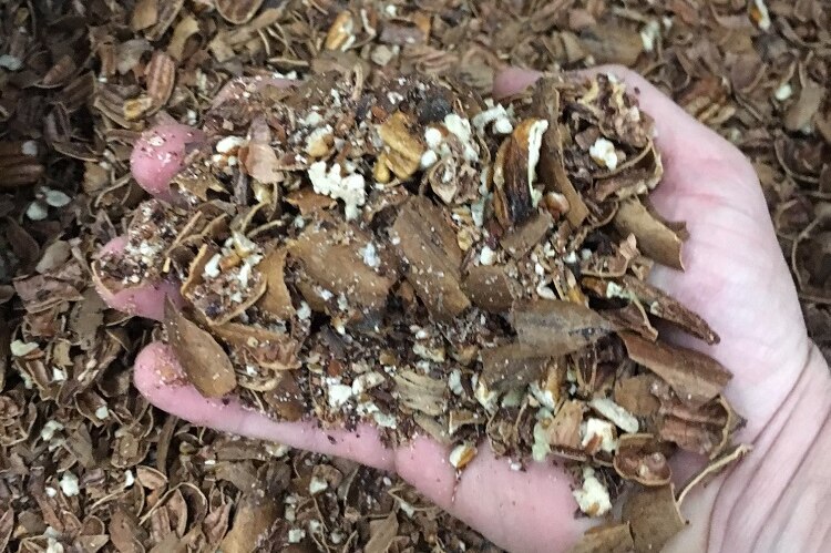 Pecan waste used as chicken feed