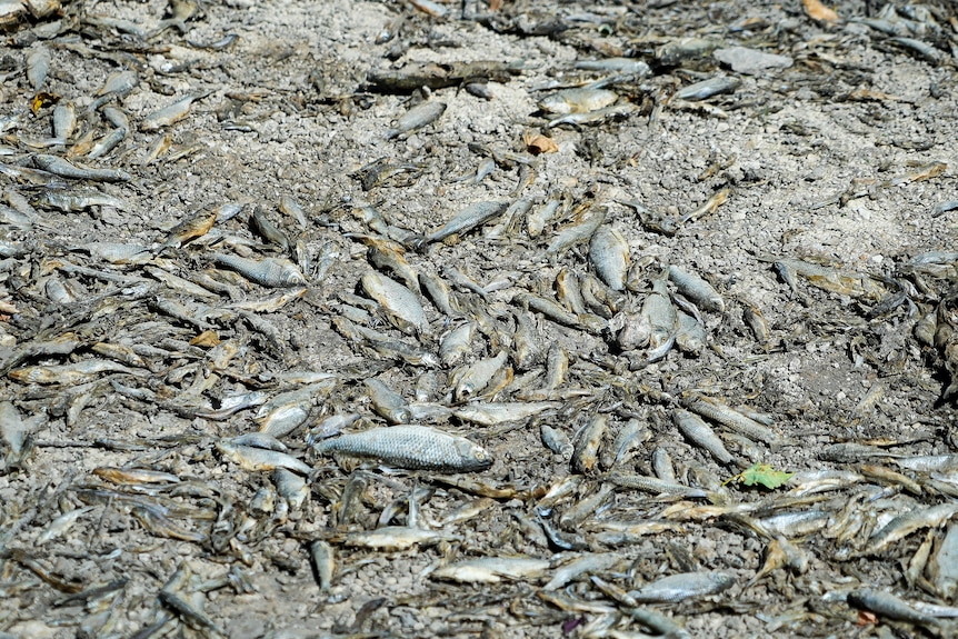 Dead fish lay on a dried-up river bed.
