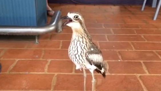 A curlew bird standing on tiled floor in barbecue area