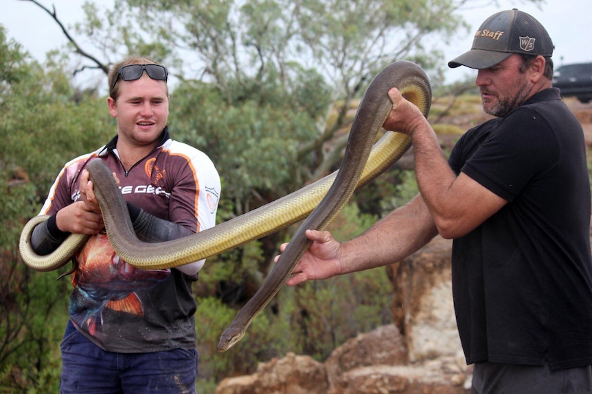 Two men hold up a very large olive-coloured python.
