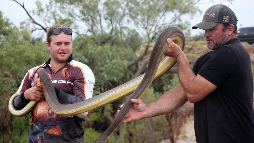 Two men hold up a very large olive-coloured python.