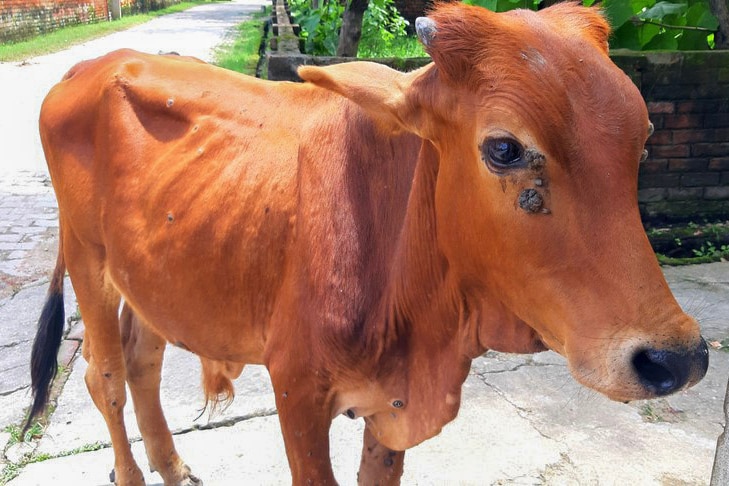 a steer with lesions on its skin.