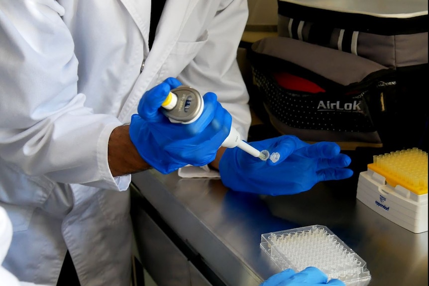 A researcher in a white lab coat uses a pipette to carry out research.