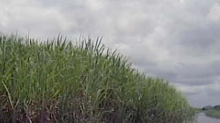 Cane growers stand to lose hundreds of millions of dollars because of extraordinarily wet weather.