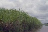 More than 5 million tonnes of cane remain unharvested because of wet conditions: Canegrowers.