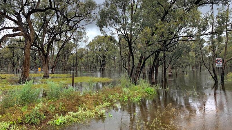 Swollen river causing floods between riverside trees