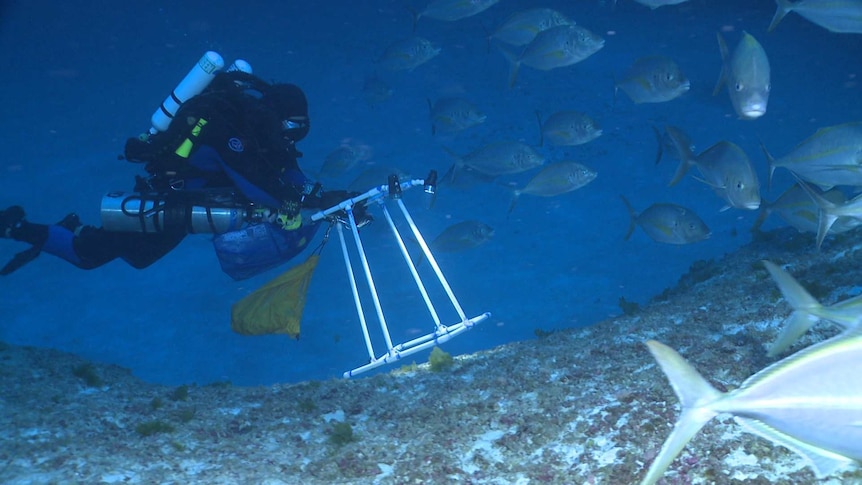 Scientist Brian Hauk photographs the ocean floor at 250 feet