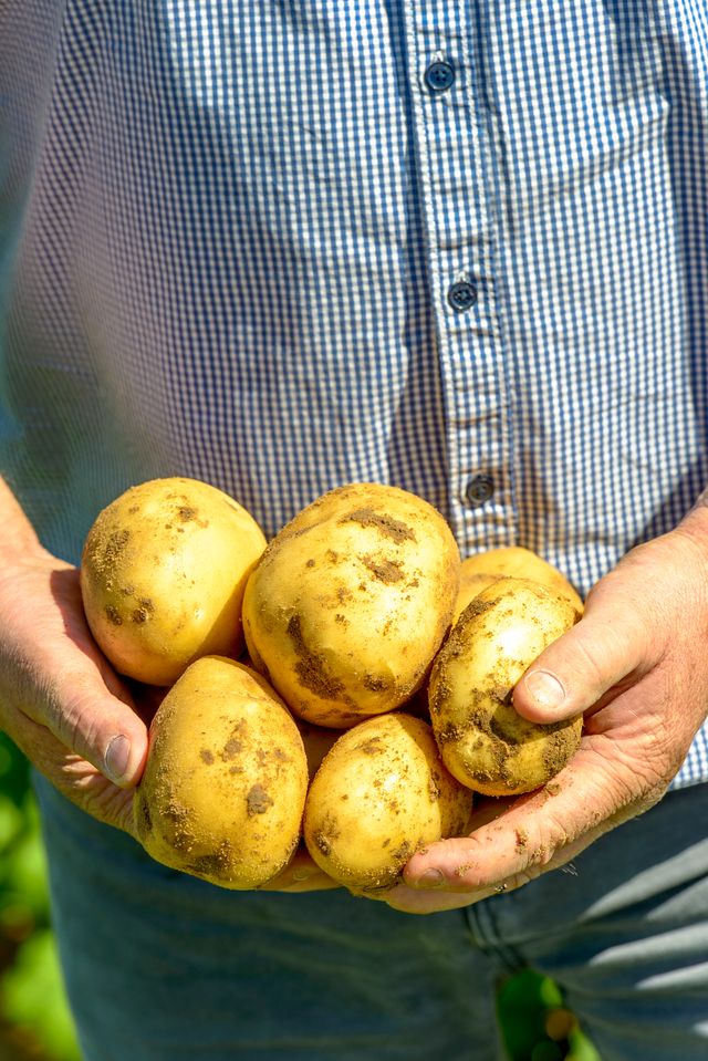 Major potato supplier Zerella plans new NT farm