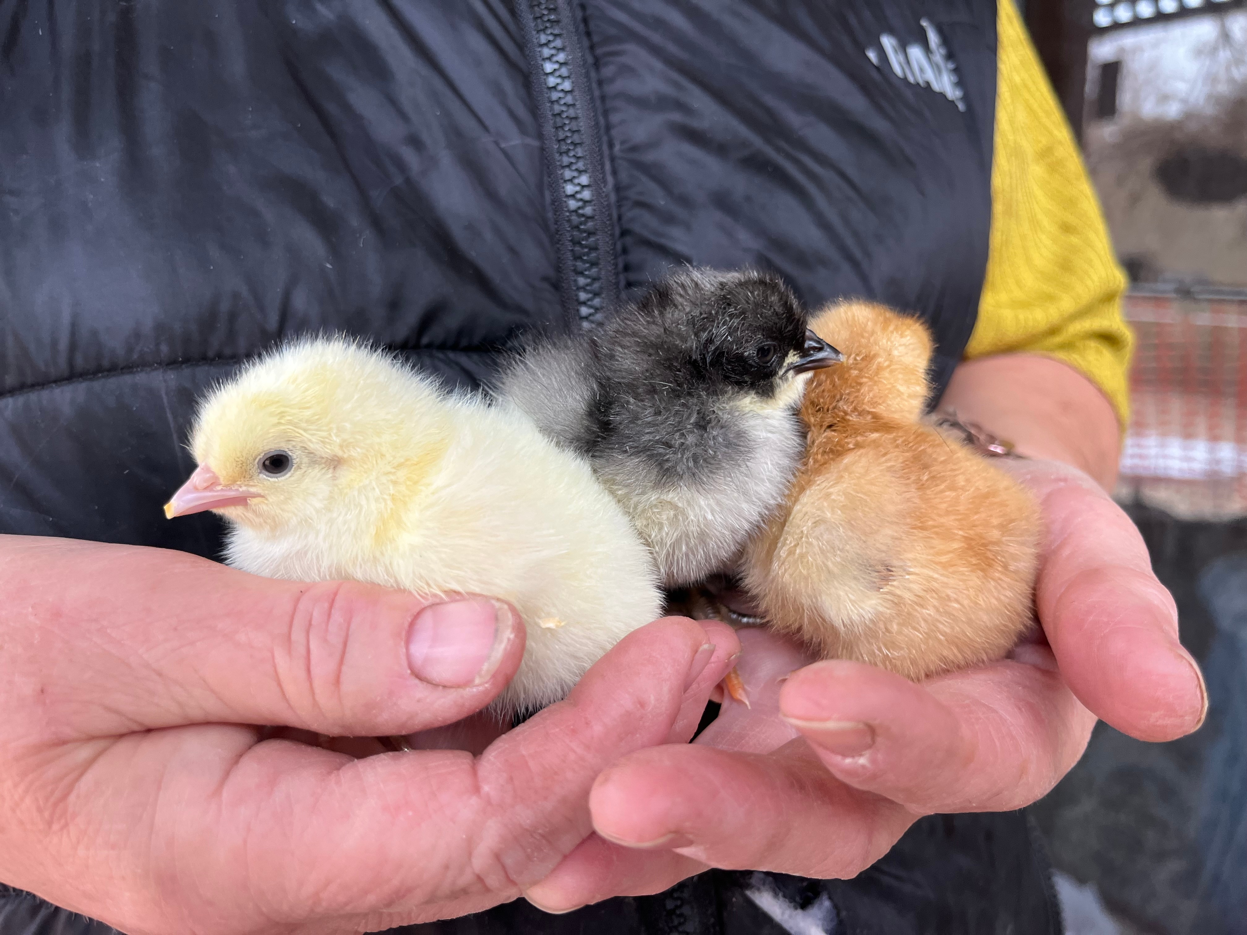 Hands holding three baby chicks.
