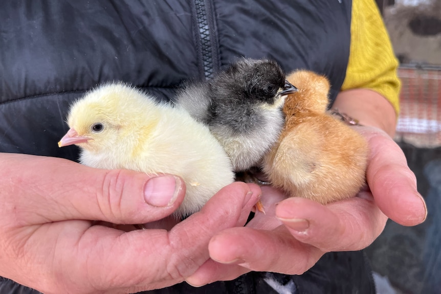 Hands holding three baby chicks.