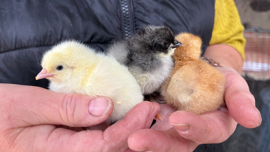 Hands holding three chicks.
