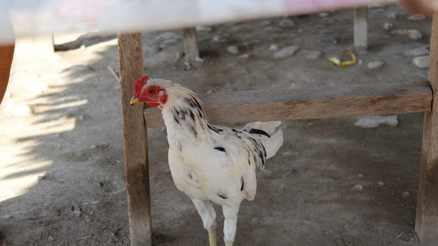 A white chicken in the Maina village in the Lautem district of Timor Leste