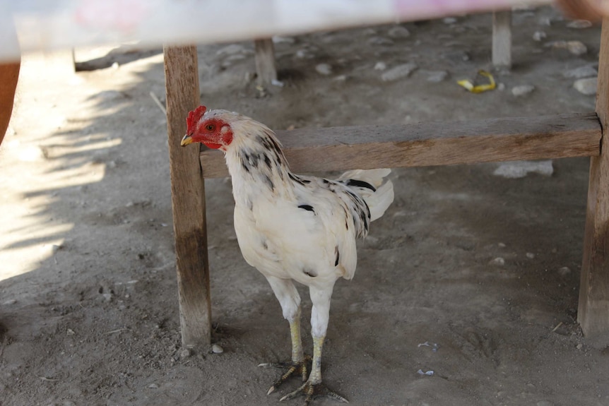 A white chicken in the Maina village in the Lautem district of Timor Leste