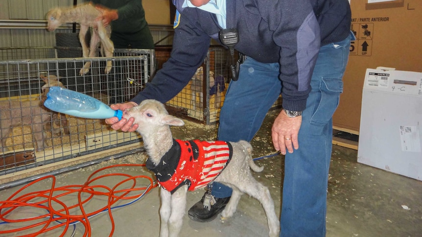 A prison staff member and an inmate feeding lambs.