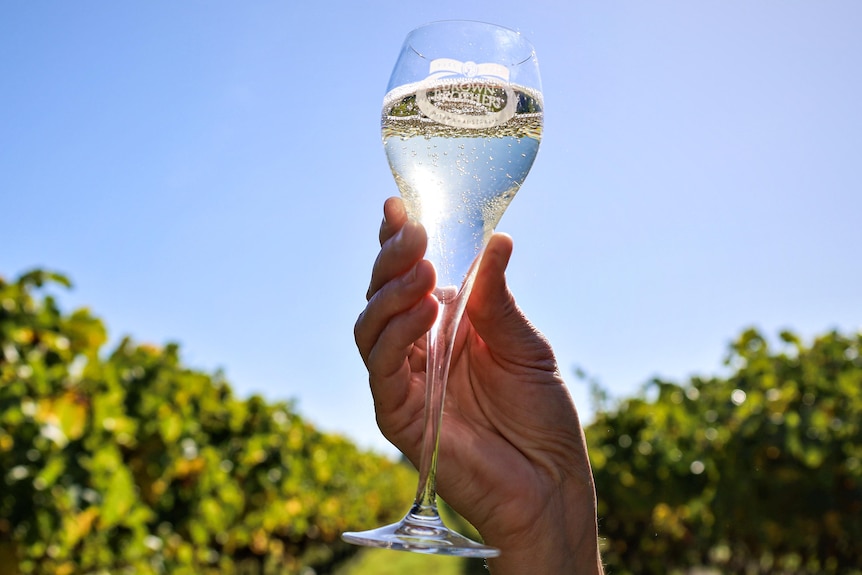 A hand holds up a glass of sparkling white wine in the sun.