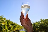 A hand holds up a glass of sparkling white wine in the sun 