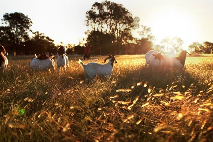 goats stand in a paddock on a farm at sunset
