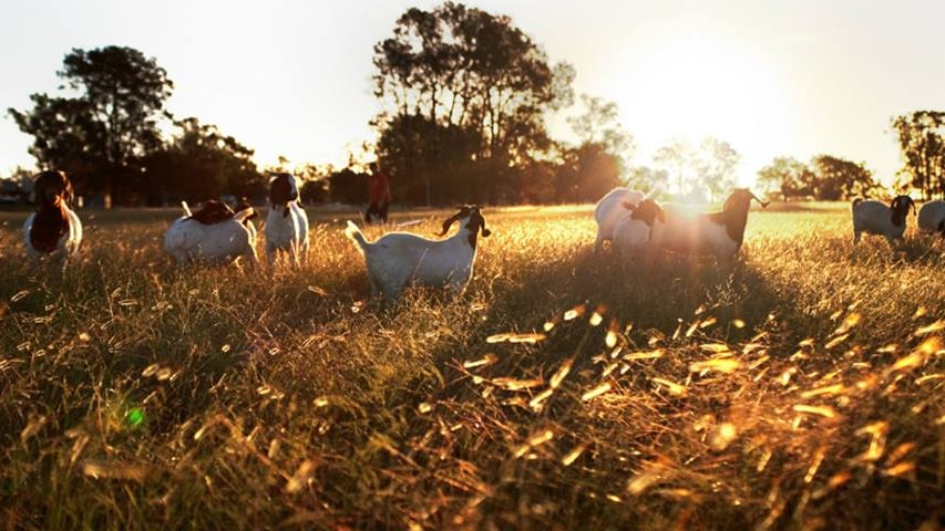 Goats in a field with the sun behind them