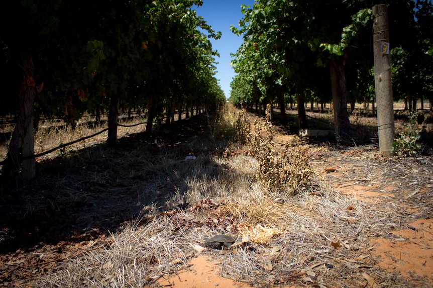 Turtle among vineyards.