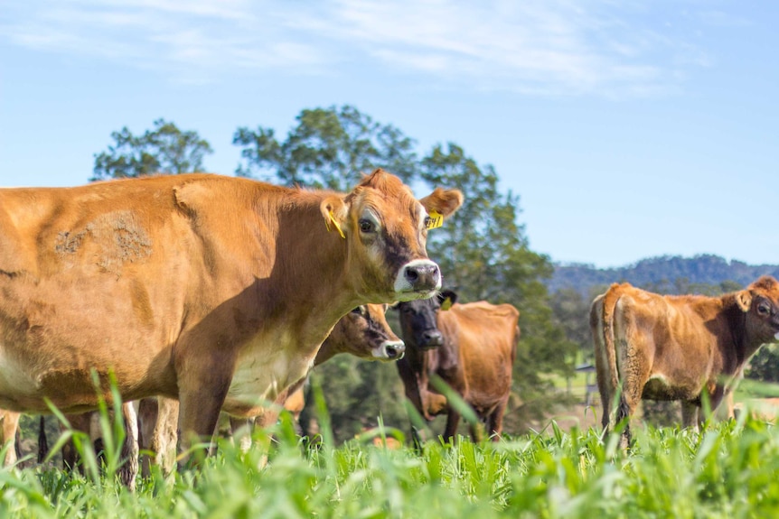 Jersey cows graze in a paddock.