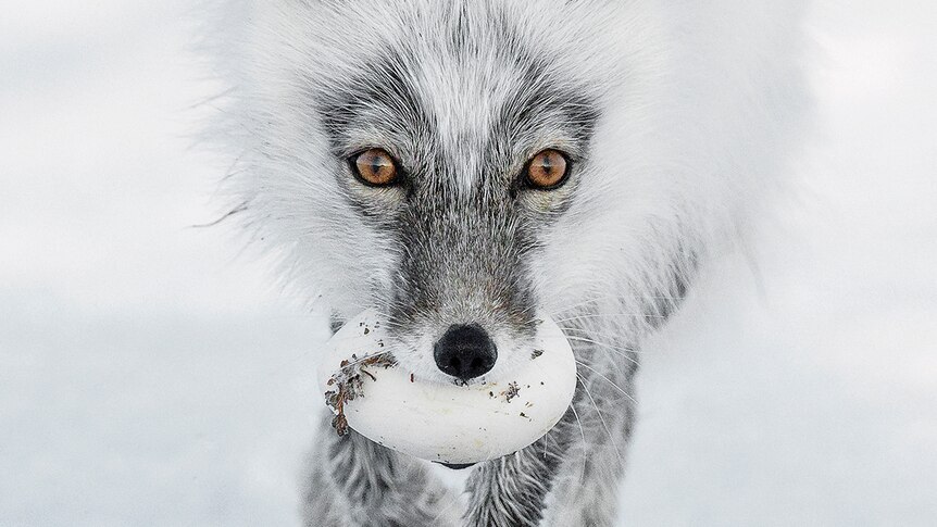 An Arctic fox carries its trophy from a successful raid on a snow goose nest.