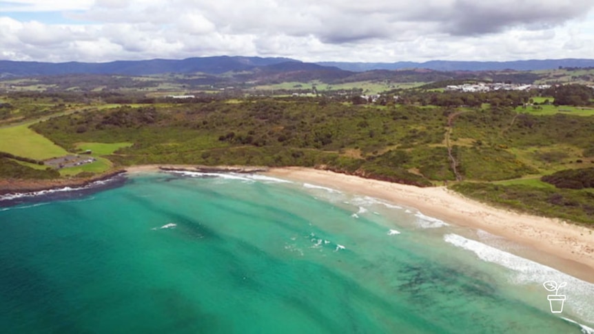 Aerial shot of beach with bushland on coast