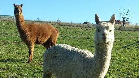 Alpacas on a farm