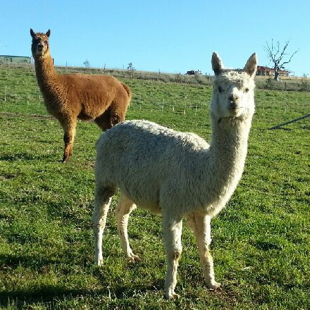 Two different types of alpacas in Australia