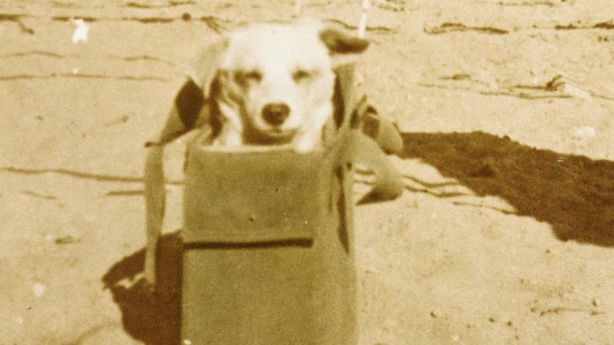 Horrie the dog in Palestine during WWII in 1943