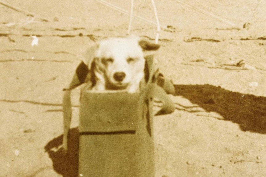 Horrie the dog in Palestine during WWII in 1943